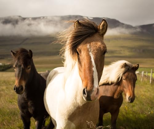 Horse Stars Blue