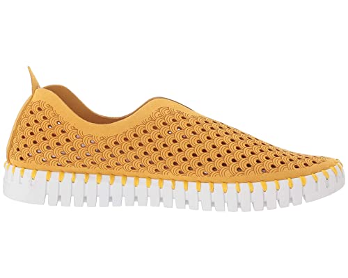 Golden Rod/White